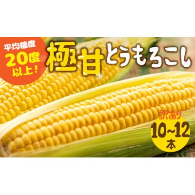 【夏採れお届け】 平均糖度20度以上 極甘とうもろこし 10本~12本 鮮度保持袋無し