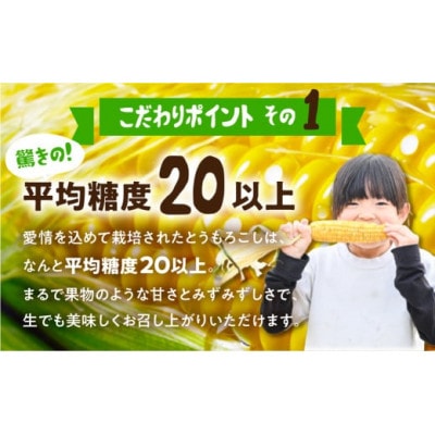 【夏採れお届け】 平均糖度20度以上 極甘とうもろこし 10本~12本 鮮度保持袋無し
