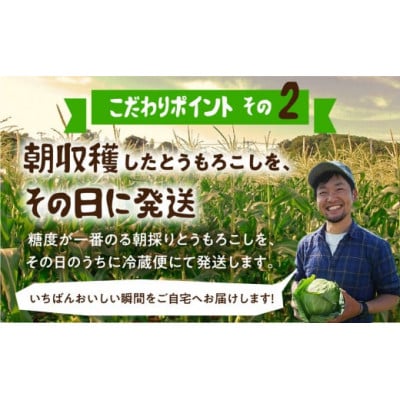 【夏採れお届け】 平均糖度20度以上 極甘とうもろこし 10本~12本 鮮度保持袋無し