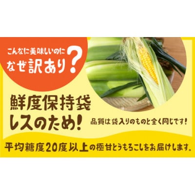 【夏採れお届け】 平均糖度20度以上 極甘とうもろこし 10本~12本 鮮度保持袋無し