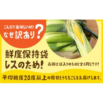 【秋採れお届け】 平均糖度20度以上 極甘とうもろこし 10本~12本 鮮度保持袋無し