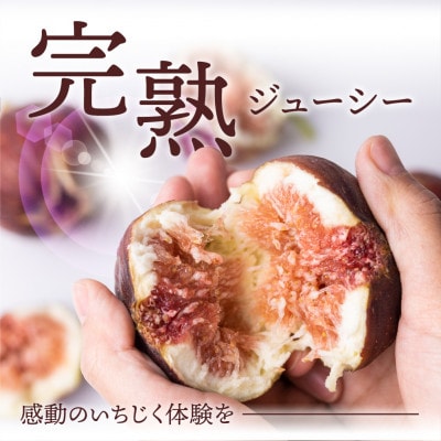 完熟いちじく[極]9～12玉 　約1kg