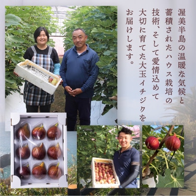 完熟いちじく[極]9～12玉 　約1kg