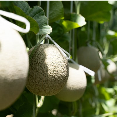 野菜ソムリエ推薦!潮風育ちマスクメロン2玉(3～4キロ)カラーギフト箱入り7～8月発送