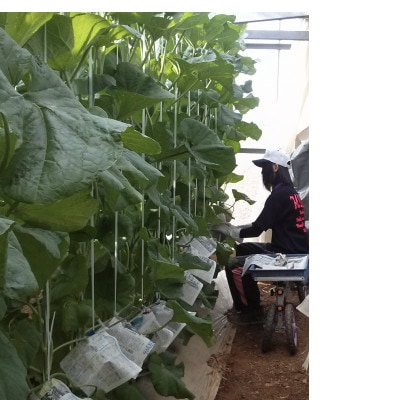 野菜ソムリエ推薦!潮風育ちマスクメロン大玉3玉　ギフト箱入り7～8月発送
