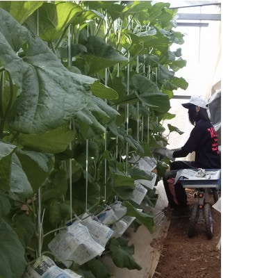 野菜ソムリエ推薦!潮風育ちメロン5玉7～8キロ(小分け用ギフト箱付き)7～8月発送