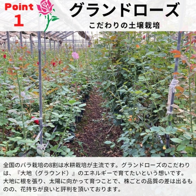 バラの花束　グランドブーケ50本
