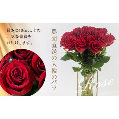 大輪のバラの花束 赤 50本 (40cm)