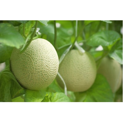 渥美半島産　マルカ農園のマスクメロン　2玉(1玉1.5kg以上)