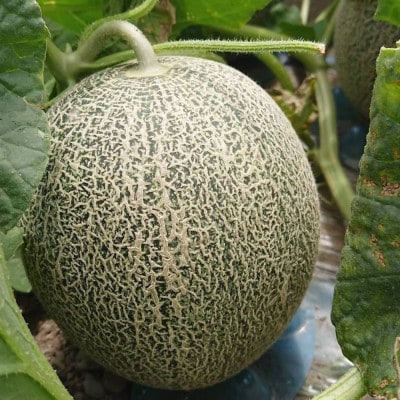 渥美半島産　水野農園のタカミレッドメロン約5kg(3玉～5玉)