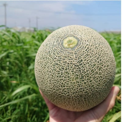 渥美半島産　水野農園のタカミメロン約5kg(3玉～5玉)