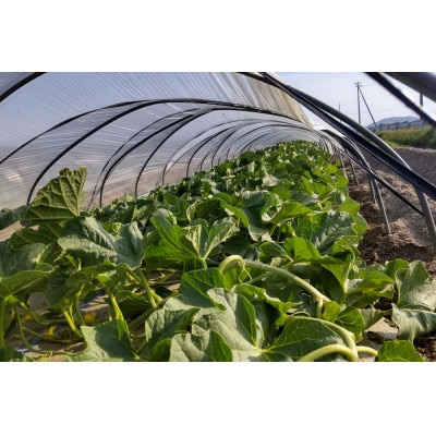 【野菜ソムリエが認めた】渥美半島産　水野農園のロピアメロン2玉