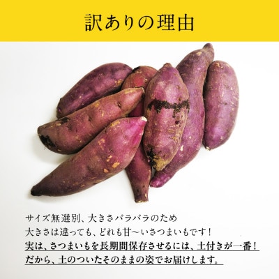 【先行受付】訳ありさつまいも 紅はるか5kg サイズ無選別 熟成済