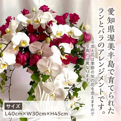 器に盛ったランとバラのアレンジ LL　ギフト・プレゼントに最適 愛知県田原市