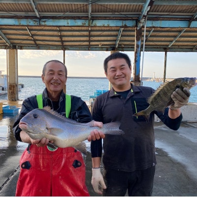 渥美魚市場の旬の鮮魚　おまかせ2種セット