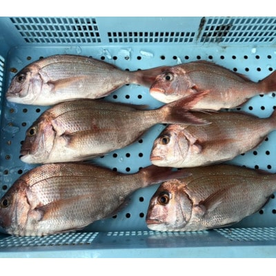 渥美魚市場の旬の鮮魚　おまかせ2種セット