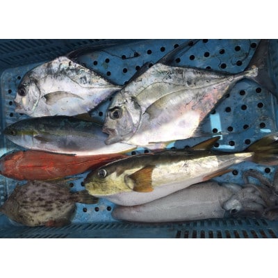 渥美魚市場の旬の鮮魚　おまかせ2種セット