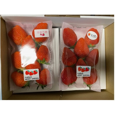 苺2品種食べ比べセット 2パック 1箱