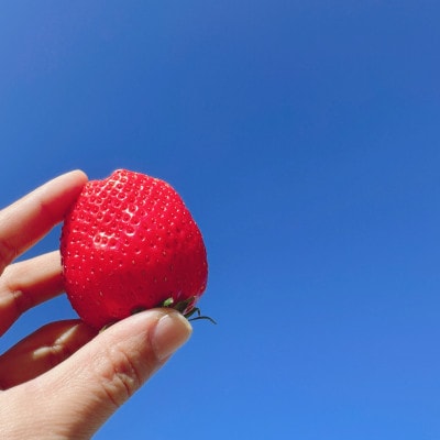 苺2品種食べ比べセット 4パック 1箱