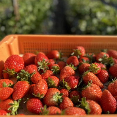 苺2品種食べ比べセット 4パック 1箱