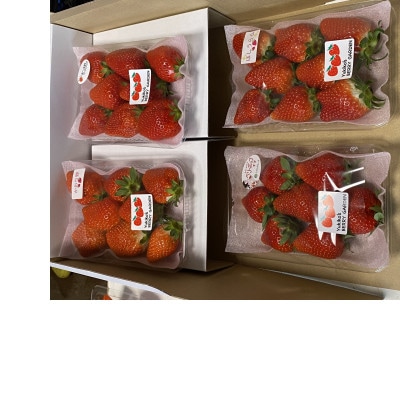 苺2品種食べ比べセット 4パック 1箱