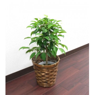 ベンジャミン5号