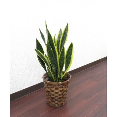 サンスベリア5号