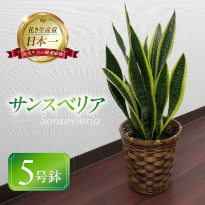 サンスベリア5号