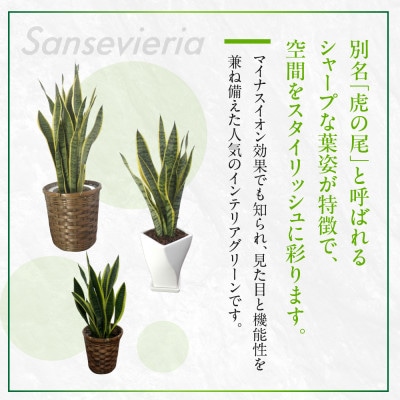 サンスベリア5号