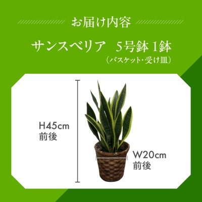 サンスベリア5号