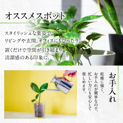 サンスベリア5号