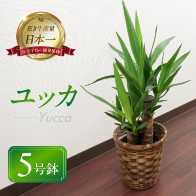 ユッカ5号