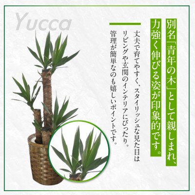 ユッカ5号