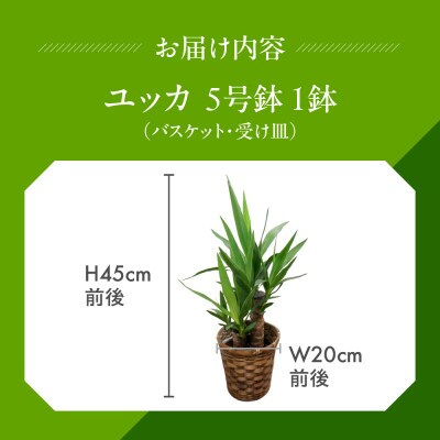 ユッカ5号