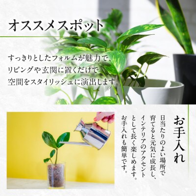 ユッカ5号