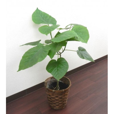 ウンベラータ5号