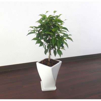 ベンジャミン陶器鉢6号