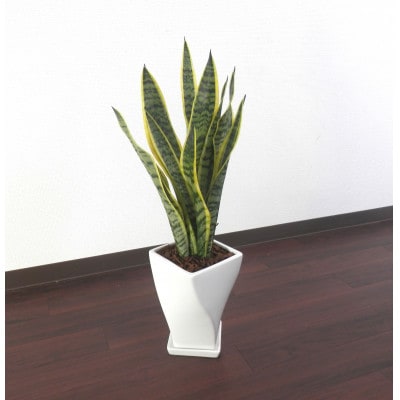 サンスベリア陶器鉢6号