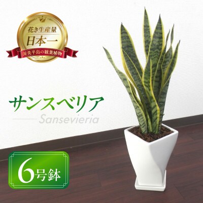 サンスベリア陶器鉢6号