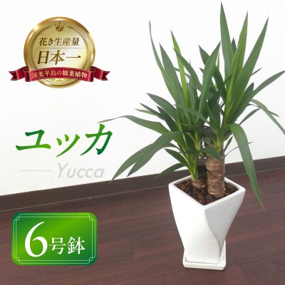 ユッカ陶器鉢6号