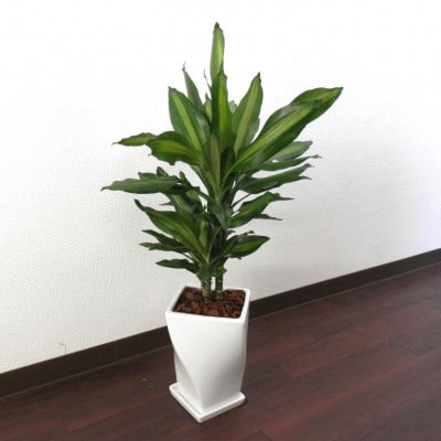 ジェレ陶器鉢6号