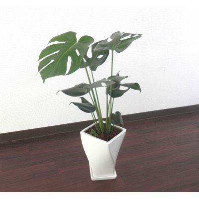 モンステラ陶器鉢6号