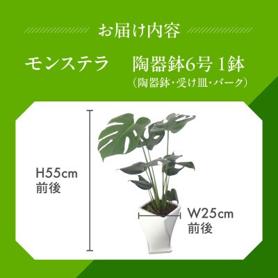 モンステラ陶器鉢6号