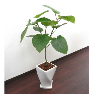 ウンベラータ陶器鉢6号