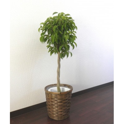 ベンジャミン7号