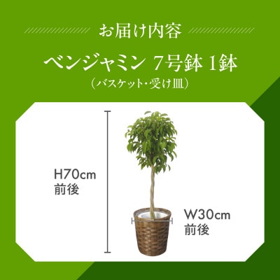 ベンジャミン7号