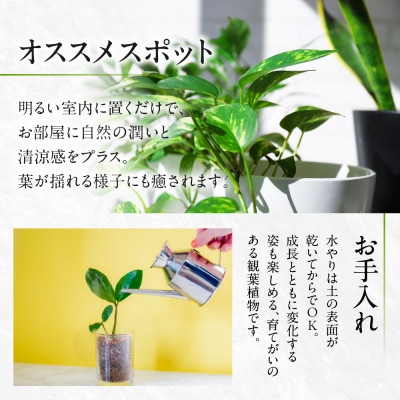 ベンジャミン7号