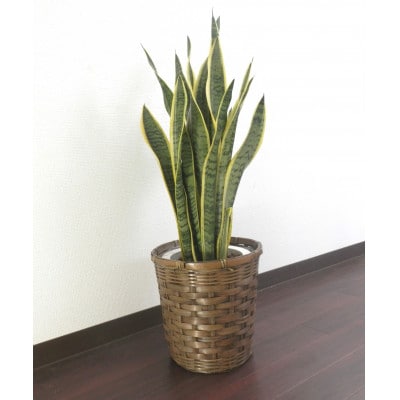 サンスベリア7号