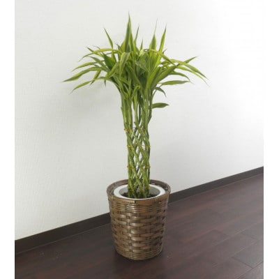 ラッキーバンブータワー7号