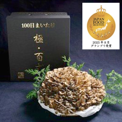 100日まいたけ　極百式　2キロ以上の1株づくり